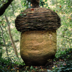 Acorn Susan Tondreau Dwyer