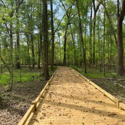 Wooden Walkway