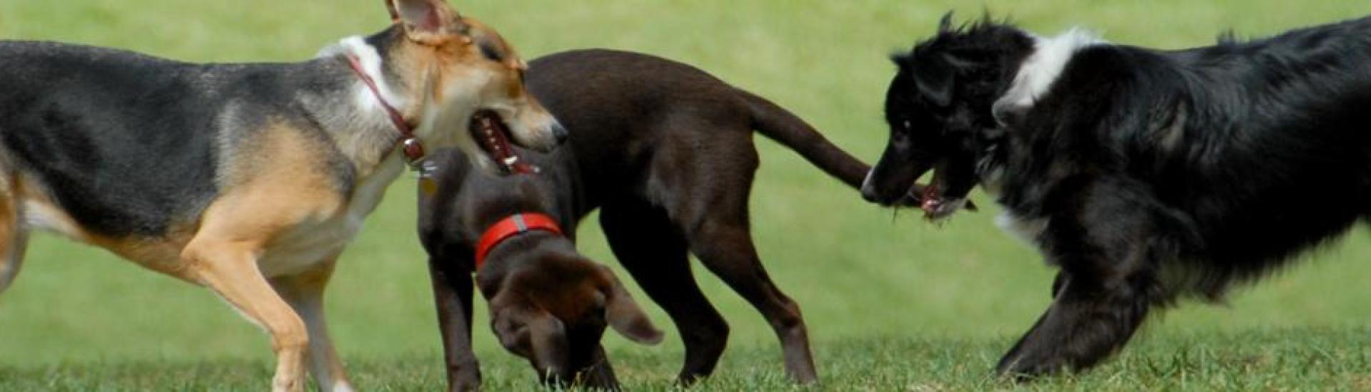 Barking Lot Dog Park