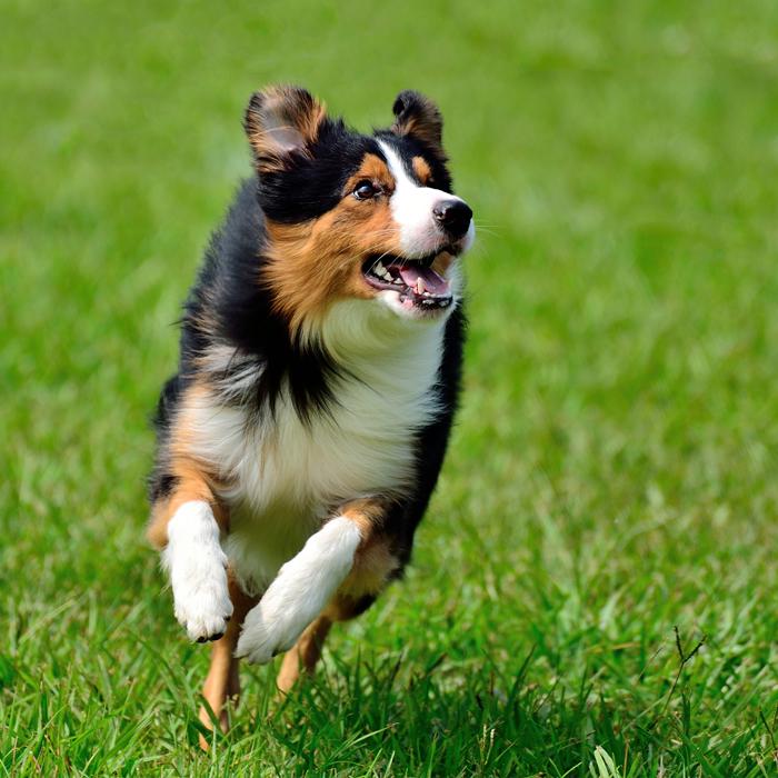 Barking Lot Dog Park